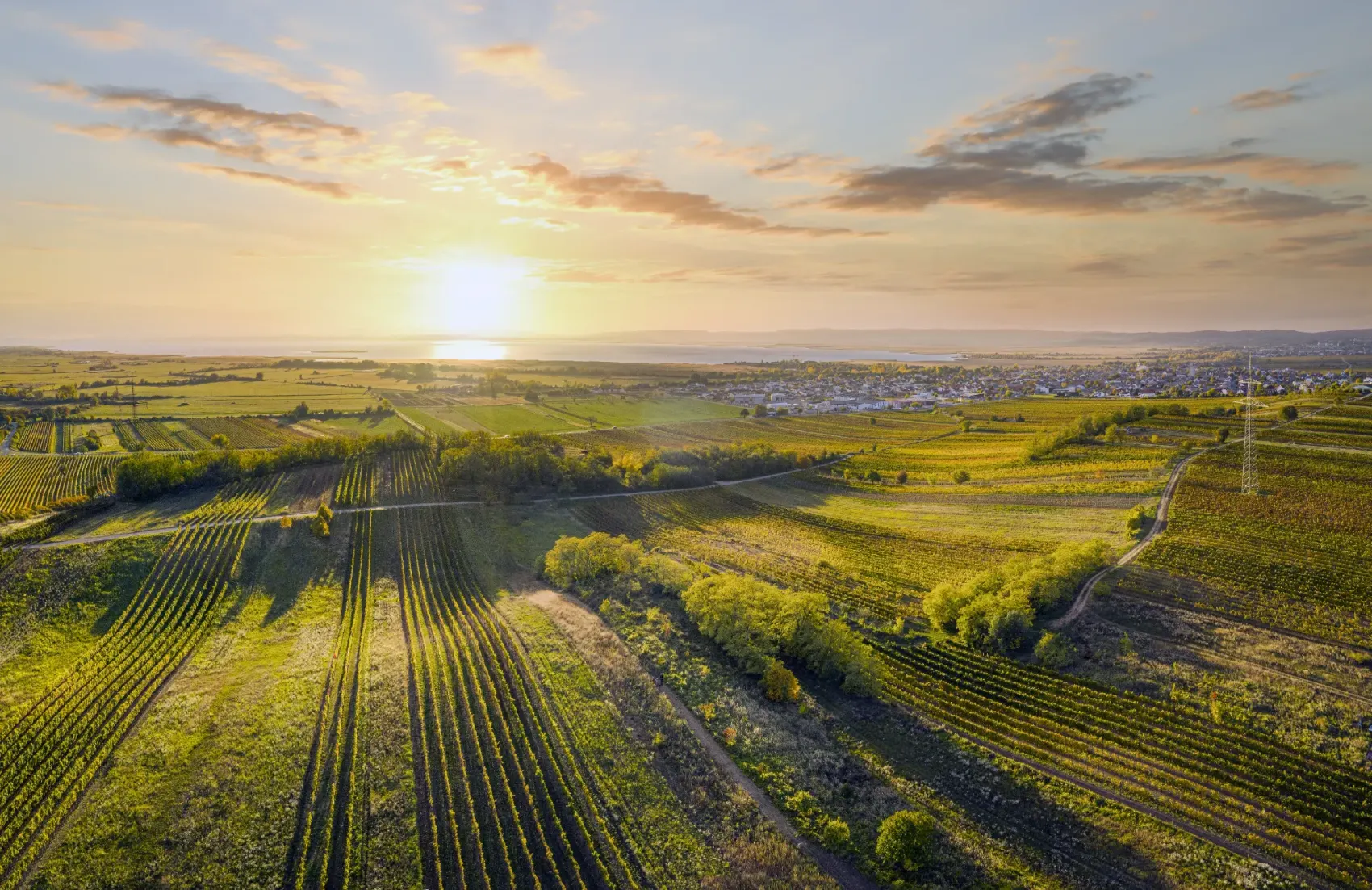 Weingärten am Neusiedler See